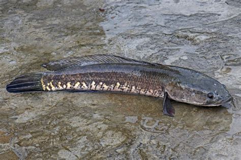 halwan fish|Channa Striata .
